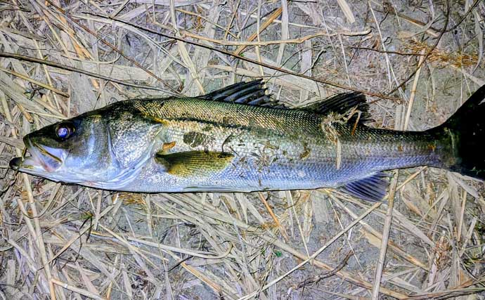 「バチ抜けは確認できず」バイブレーションルアーに60cm級シーバス2連発【千葉】