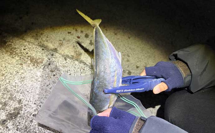 「初心者でも簡単！」　釣った魚を美味しく食べるための持ち帰り方