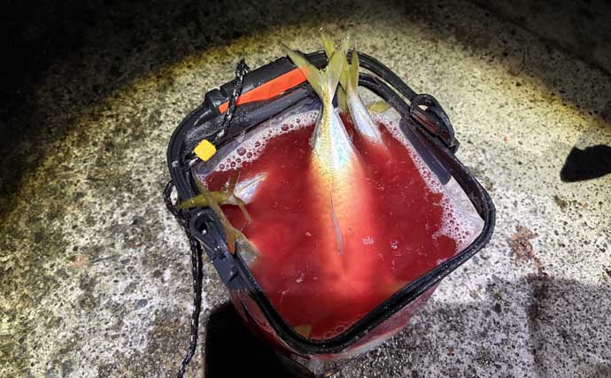 「初心者でも簡単！」　釣った魚を美味しく食べるための持ち帰り方