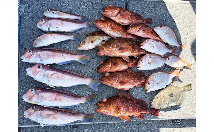 【沖のルアー釣果速報】スルメイカ・アカイカ・ヤリイカの3種好捕！イカメタル夜便が好調（三重）