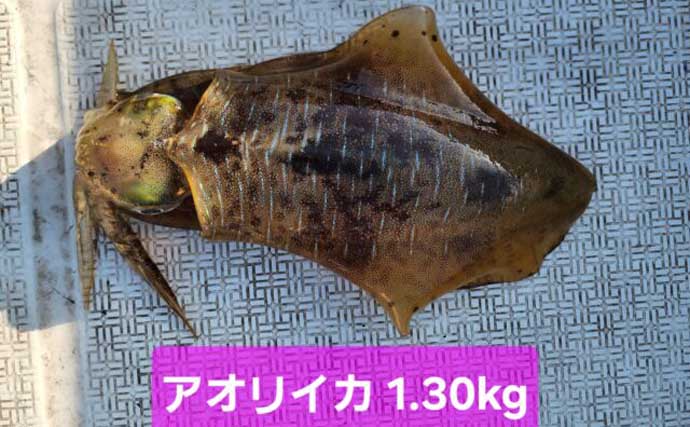 【沖のルアー釣果速報】スルメイカ・アカイカ・ヤリイカの3種好捕！イカメタル夜便が好調（三重）