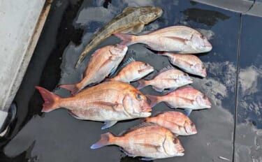 寒波後のタイラバ釣行で50cm級マダイ浮上【三重・鳥羽】カラー＆ウエイ…