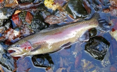 極寒の田村川で放流魚狙いの渓流釣り【滋賀】雪中ラン＆ガンで42cmのニ…