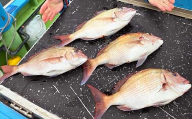 東京湾のコマセマダイ釣り完全解説　タックル・指示ダナ・誘いの基本を総ま…