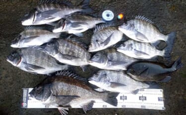 ウキフカセ釣りで本命クロダイ最大48cm頭に11尾手中【富浦・南ケイセ…