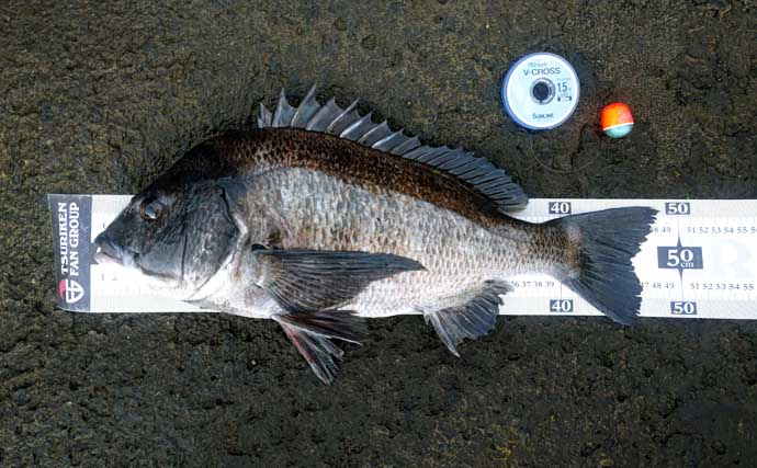 ウキフカセ釣りで本命クロダイ最大48cm頭に11尾手中【富浦・南ケイセン】磯際攻略が的中