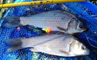 冬でも釣れる！寒ブナ釣りの始め方　ポイント・仕掛け・釣り方を基礎から解…