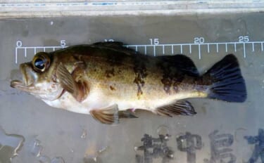 春告魚『クロメバル』を狙うエビメバル釣り入門【東京湾】活モエビの付け方…