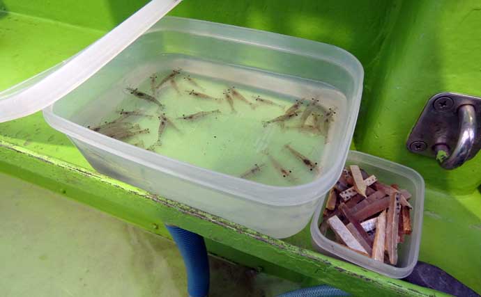 春告魚『クロメバル』を狙うエビメバル釣り入門【東京湾】活モエビの付け方と誘い方を解説