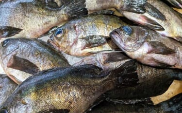 西能美島の波止メバリングで20～24cmメバル連発【広島】アジマストと…