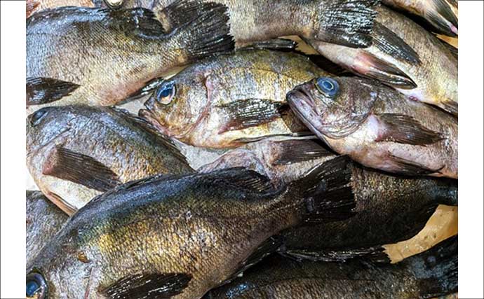 西能美島の波止メバリングで20～24cmメバル連発【広島】アジマストとシラスヘッドの仕掛けに好反応