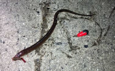 「真冬はアナゴのブッコミ釣りがオススメ！」なワケ　釣り場の選び方も解説