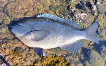 伊豆半島の沖磯で開催された磯釣り大会で見事優勝！ 潮を読み40cm寒メ…