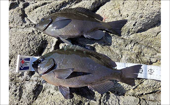 伊豆半島の沖磯で開催された磯釣り大会で見事優勝！ 潮を読み40cm寒メジナを好捕