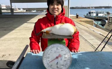 カットウフグ釣りで1.3kg良型ヒガンフグ手中【愛知・おざき丸】自作の…