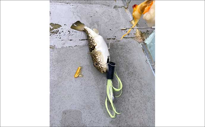 カットウフグ釣りで1.3kg良型ヒガンフグ手中【愛知・おざき丸】自作の特エサが的中？
