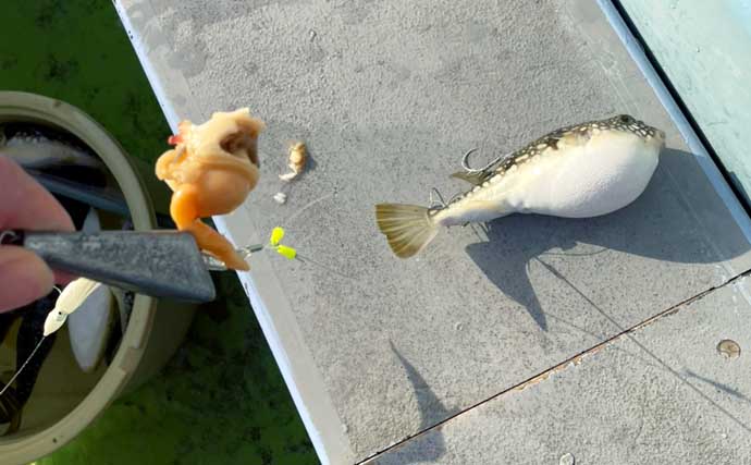 カットウフグ釣りで1.3kg良型ヒガンフグ手中【愛知・おざき丸】自作の特エサが的中？