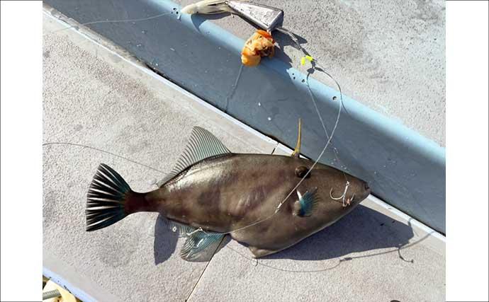 カットウフグ釣りで1.3kg良型ヒガンフグ手中【愛知・おざき丸】自作の特エサが的中？