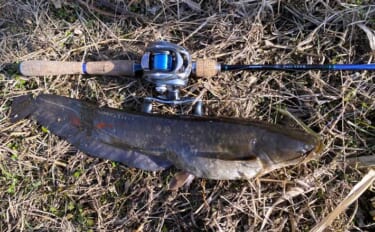 ルアーナマズ釣りで6匹キャッチ！【埼玉】スピナーベイトの微速巻きに好反…