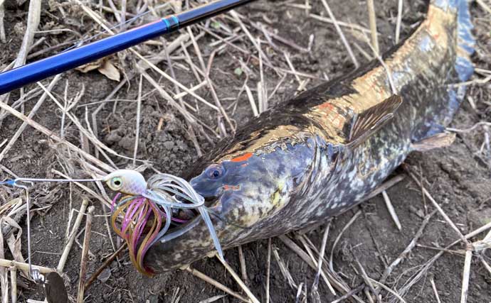 ルアーナマズ釣りで6匹キャッチ！【埼玉】スピナーベイトの微速巻きに好反応