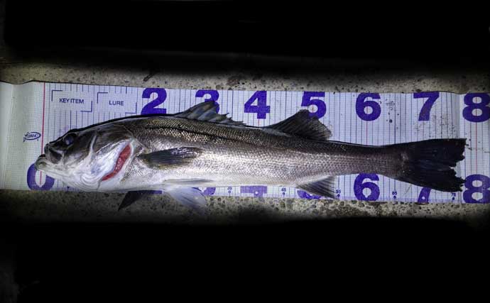 「ラスト1投！」からの5投目で70cm後半の大型シーバスをキャッチ！