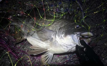 チニングに向いている釣り場はどこ？　重点的に狙うべきポイントも解説