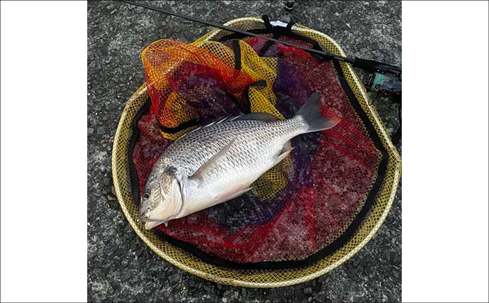 チニングに向いている釣り場はどこ？　重点的に狙うべきポイントも解説