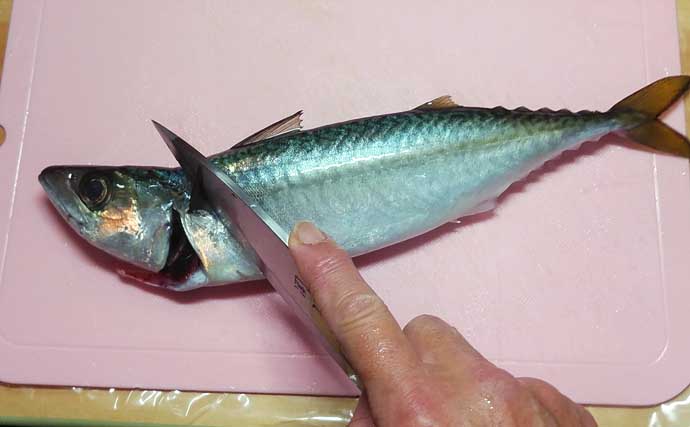 釣魚で作る「漁師飯」レシピ：首折れサバの若狭焼き　即〆で美味しさアップ