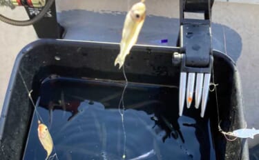 100円均一ショップで買うことができる【ワカサギ釣りの必携小道具4選】