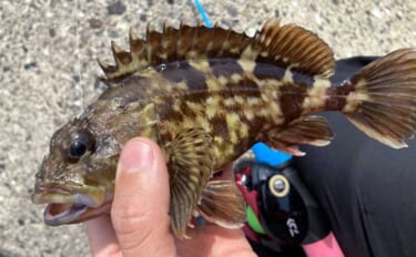 穴釣りは「風・潮位・潮回り」の海況チェックが大事なワケとは？　安全＆釣…