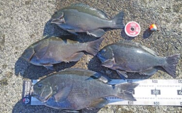自衛隊護岸でウキフカセ釣り満喫【千葉・館山】44cmメジナ含め良型連発…