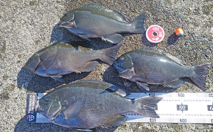 自衛隊護岸でウキフカセ釣り満喫【千葉・館山】44cmメジナ含め良型連発