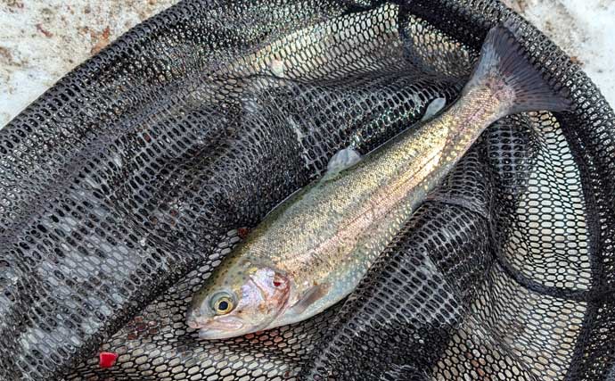 冬のエリアトラウト攻略　スプーニングの「巻き」で釣果を伸ばすコツ