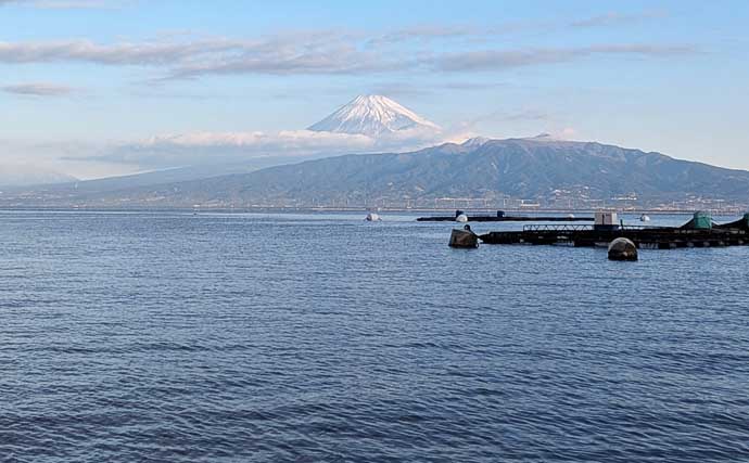 海上釣り堀でワラサ連発＆マダイ追釣！【静岡・沼津】カツオの切り身が的中