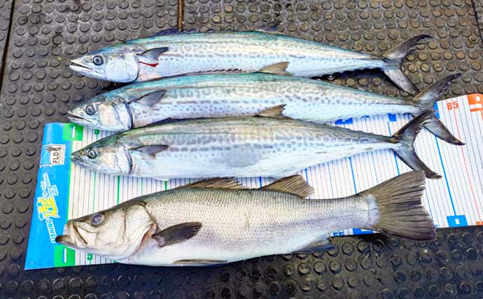 【沖のルアー釣果速報】キャスティングでサワラ80cmオーバー3匹にヒラスズキ76cm好捕！（三重）