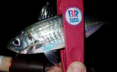 冬のアジングでツ抜け達成も苦戦続き【三重・紀北町】明暗攻略で何とか本命…