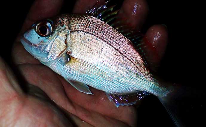 冬のアジングでツ抜け達成も苦戦続き【三重・紀北町】明暗攻略で何とか本命確保