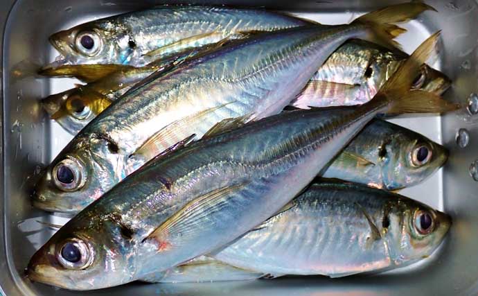 冬のアジングでツ抜け達成も苦戦続き【三重・紀北町】明暗攻略で何とか本命確保