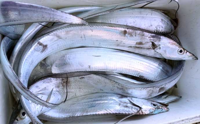 タコベイトを用いたテンビンタチウオ釣りで105cmドラゴン登場！【神奈川】船中トップ27尾の好釣果