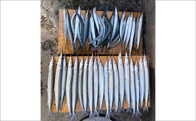 鹿島港魚釣園のサヨリ釣りで50尾キャッチ【茨城】付けエサが釣果の鍵に