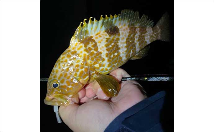 夕マヅメのアジングで27cmマアジ手中！【福岡・新宮町】後半はメバル狙いでアコウがヒット