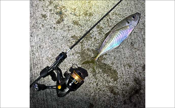 夕マヅメのアジングで27cmマアジ手中！【福岡・新宮町】後半はメバル狙いでアコウがヒット