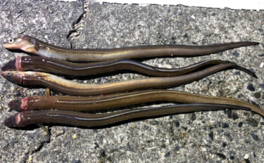 「冬は陸っぱりアナゴ釣りの季節！」 用意しておきたいブッコミ釣り用のエ…