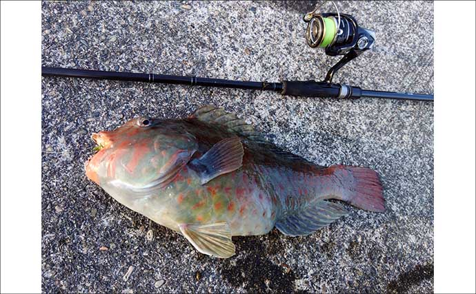 冬が旬のご当地ターゲット『イガミ（ブダイ）』釣りに挑戦　釣り方微調整で本命に迫る