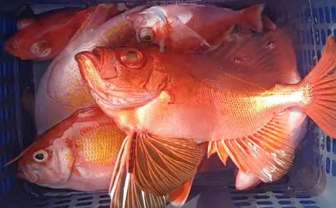 【沖釣り釣果速報】落とし込み五目で衝撃サイズ！136cm18.5kgヒラマサ登場（福岡）