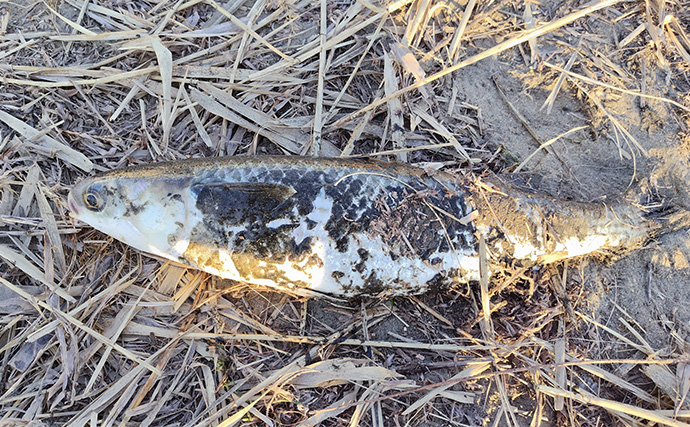 待望のバチ抜けがスタートも釣れない謎【千葉・養老川】時合いも短時間で終了