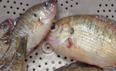 釣魚・外道のグルメ『ブルーギルのギルこく』　ワカサギ釣り外道を絶品料理…