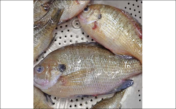 釣魚・外道のグルメ『ブルーギルのギルこく』　ワカサギ釣り外道を絶品料理に昇華