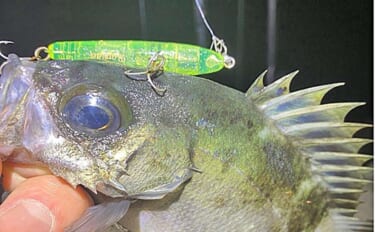 周防大島のメバリングで25cm級メバル的中！【山口】本流の潮ヨレ攻略が…