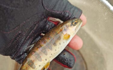解禁直後の長良川渓流釣りでヒレピンアマゴ連発！【岐阜】20cm級頭にツ…